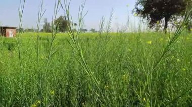 Yeşil Güzel Hardal Bitkisi Tarım Alanı