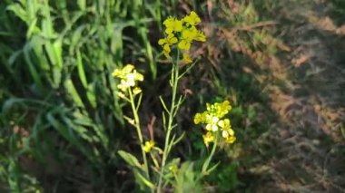 Hardal bitkisi çiçeği kapama videosu