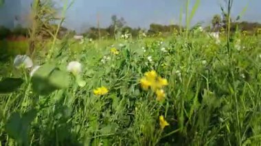 Hardal tarımsal yeşil arazi 