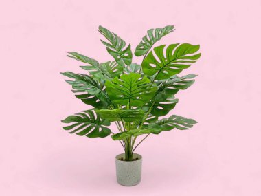 Pembe arka planda estetik plastik kabı olan canavar bitkisi.