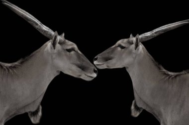 İki kudu hayvanı yüzlerinden öpüşüyor.