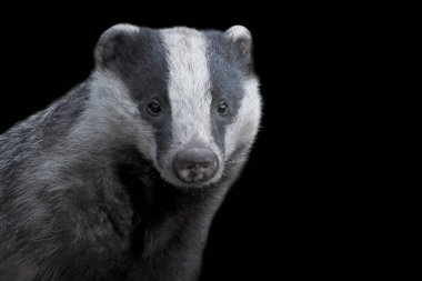Siyah arka planda Avrupalı vahşi porsuk