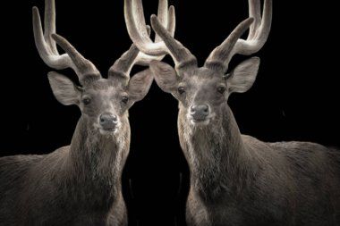 Vahşi geyik siyah arka planda birlikte duruyor.