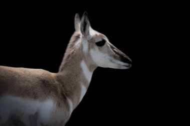 Boynuzlu hayvan masum şirin surat.