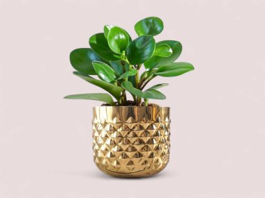 Altın tencerede güzel plastik bebek bitkisi