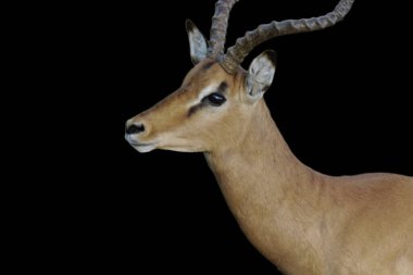 Siyah suratlı, iri boynuzlu, sevimli, yakın plan.