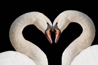 Koyu arkaplanda sevimli bir çift kuğu.