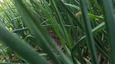 Yeşil çimlerin üzerinde yürümek, çimlerin yakınlaştırıldığı video.