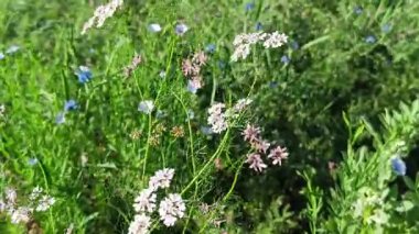 Rüzgarda sallanan yeşil çimenli güzel çiçek bitkisi. 