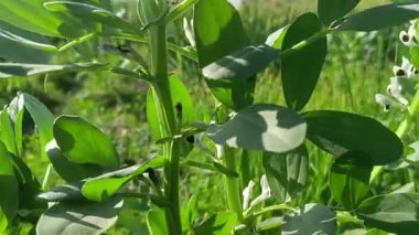 Yeşil yapraklı çiçek fabrikası yakın çekim videosu