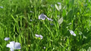 Yeşil yapraklı Linum bienne sebze bitkisi 