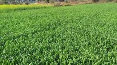 Güzel yemyeşil tarla manzarası