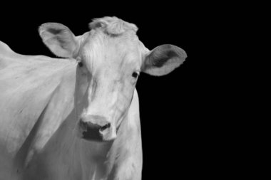 Siyah arka planda beyaz, masum, evcil inek.