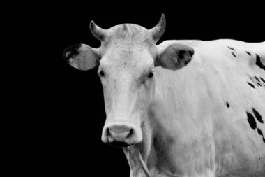 Üzerinde siyah lekeler olan beyaz inek.