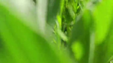 Yeşil bitkilerle güzel bir çiçek videosu