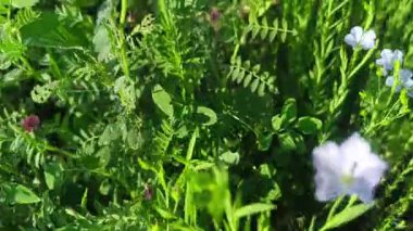 Yukarıdan gelen videografi