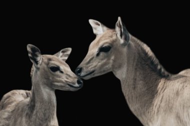 Anne geyik sevimli yavru geyiklerle oynuyor.