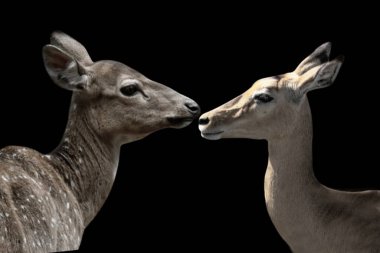 Geyik ve İmpala 'nın ikisi de karanlık arka planda yakın çekim yüzleri.