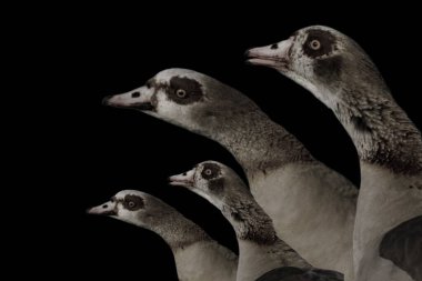 Kaz kuşu ailesi karanlık arka planda