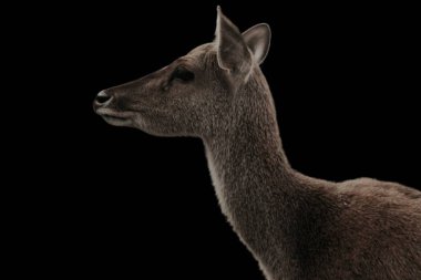 Siyah arka planda vahşi geyik hayvanları var.