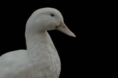 Koyu arkaplanda güzel beyaz ördek