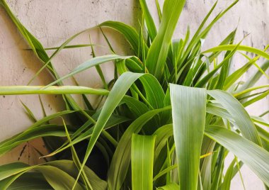 Taze Yeşil Yapraklar Doğal Işıkta