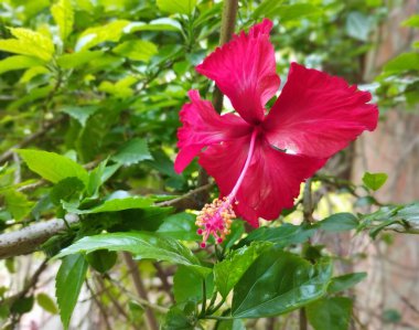 Yeşil Yeşillikte Parlak Kırmızı Hibiscus Çiçeği