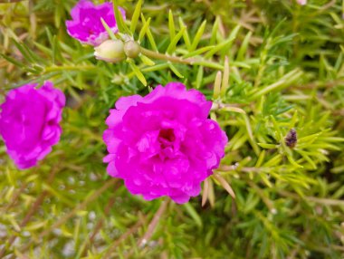 Buds ve Yeşillik ile çevrili Çiçekli Magenta Moss Gülü