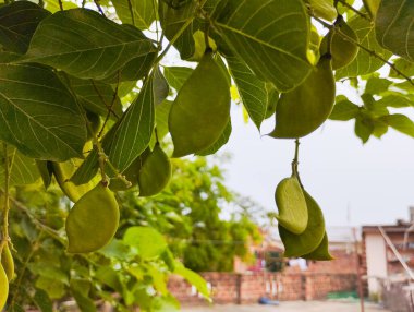 Yapraklı Arkaplan ve Ağaç dalından sarkan Yeşil Kapsüller