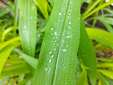 Yağmur Damlacıklarıyla Yeşil Yaprak Doğa Makro Fotoğrafçılık