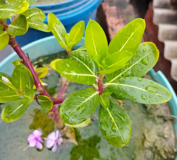 Yeşil Yapraklara Yağmur Damlaları Doğa Taze Dokunuş