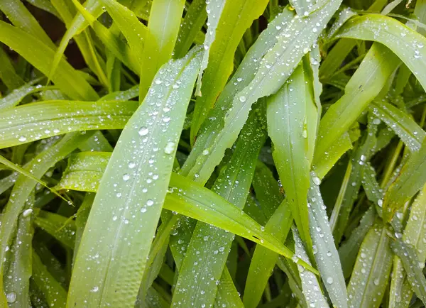 Yeşil Çim Bıçaklarına Yağmur Damlaları Muson Makro Güzelliği