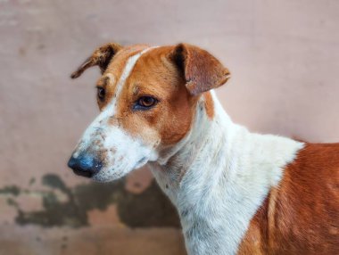 Düşünceli Hint Sokak Köpeği. Yakın plan.