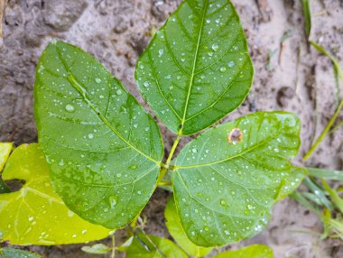 Çamurlu Toprakta Büyüyen Yağmurla Kaplanmış Genç Yapraklar