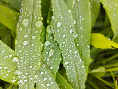 Çim Bıçaklı Makro Atış Yağmurdan Sonra Çiy Damlaları