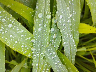 Köpüklü Yeşil Çim Bıçakları Yağmur Damlacıkları Makro Görünümlü