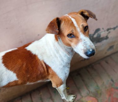 Hintli Pariah Dog 'u uyarın.