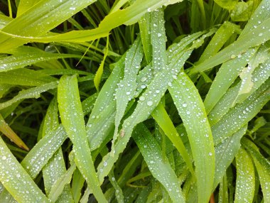 Yeşillik bir tarlada Yağmurla Öpülmüş Çimen Bıçakları
