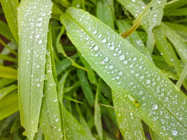 Parlak Yeşil Çim Bıçaklarına Yağmur Damlaları