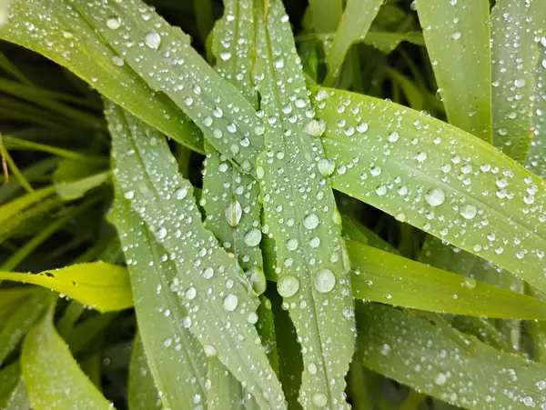 Dar Çim Bıçakları Yağmurdan Sonra Yağmur Damlaları