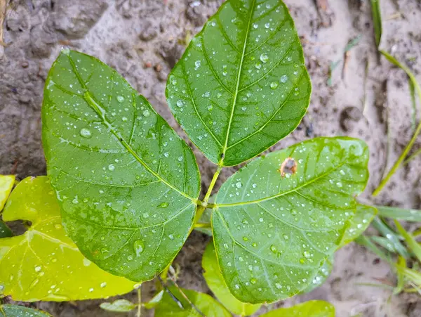 Çamurlu Toprakta Büyüyen Yağmurla Kaplanmış Genç Yapraklar