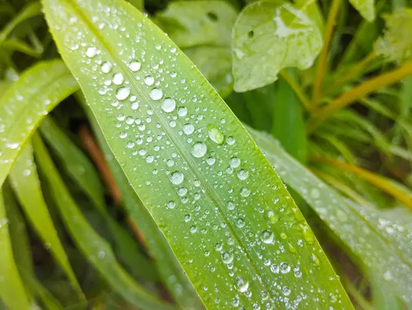 Taze yeşil yaprak çiy ile Close-Up damla