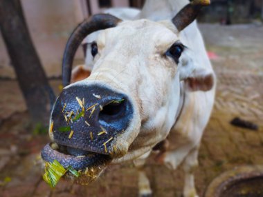 Beyaz İnek Çiğneme Çimeni 'nin Burun ve Ağza Odaklı Yakın Çekimi