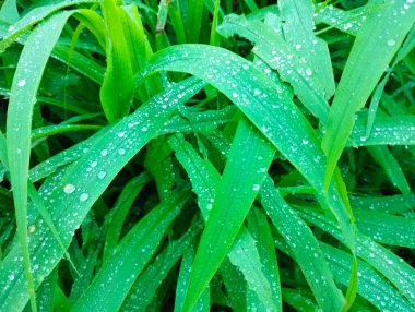 Taze Yeşil Çim Bıçaklarında Sabah Çiyi
