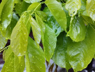 Yağmur sonrası taze yeşil yaprakları