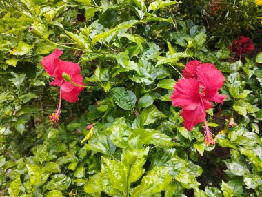 Parlak Kırmızı Hibiscus Çiçekleri Yeşil Yeşillikte