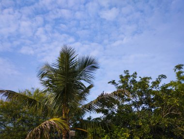 Mavi Bulutlu Gökyüzüne Karşı Yeşil Palmiye