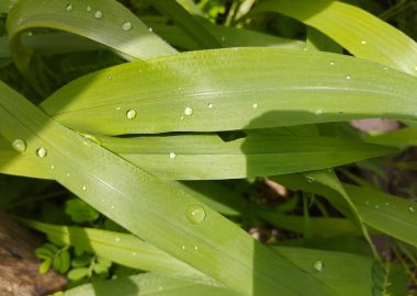 Uzun Yeşil Çim Bıçakları Üzerine Taze Çiy Damlaları