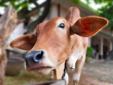 Meraklı Kahverengi İnek Bir Köy Avlusuna Bakıyor