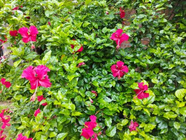 Yemyeşil Hibiscus Bush ve Çoklu Parlak Kırmızı Çiçekler